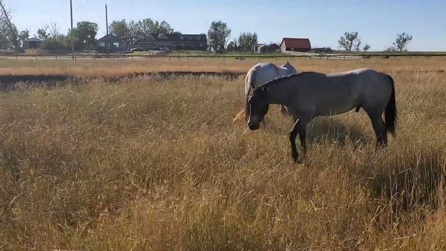 мама и синий в поле после тренировки 4 смотреть онлайн