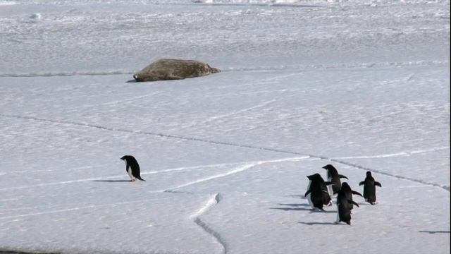 Проблема Антарктиды. Предупреждение миру 2009