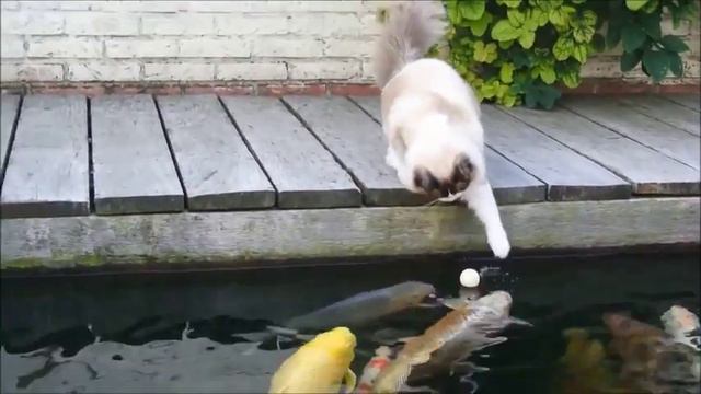 Timo the Ragdoll Cat- playing with his koi fish friends смотреть онлайн