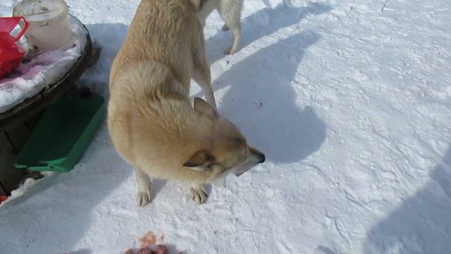 Родная сестра приехала к лайкам смотреть онлайн