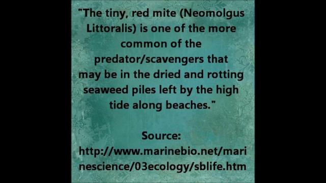 Dangerous Mites, Worms, & Organisms Found At Beaches - These Bite O.O
