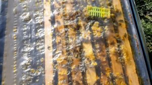 Обработка пчел Бипином-Т