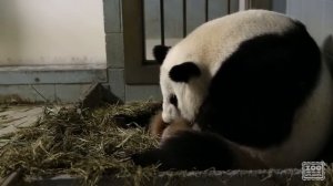 Как Рожают Панды. Гигантская Панда Родила Близнецов