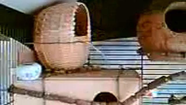 Fred and Georgina's chicks смотреть онлайн