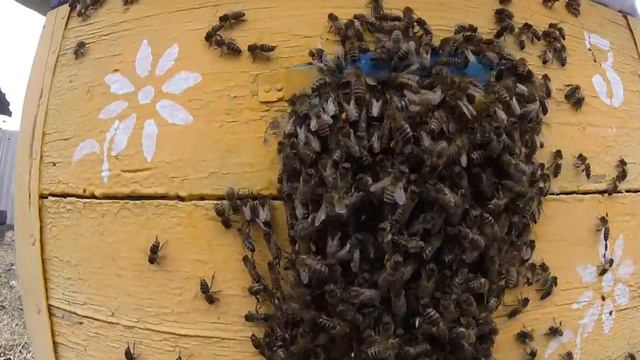 Пчёлы в куматозе. Непонятное поведение пчёл. смотреть онлайн