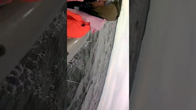 Ловля кумжи на рассвете смотреть онлайн