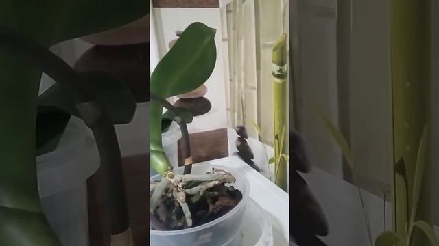 Что делать с цветоносом у орхидеи после цветения. смотреть онлайн