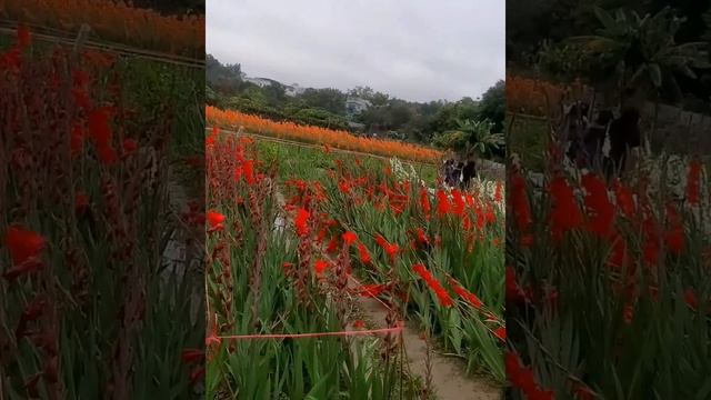 Lilies & Gladiolus Flowers смотреть онлайн