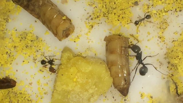 Мураши кушают зоофобаса смотреть онлайн