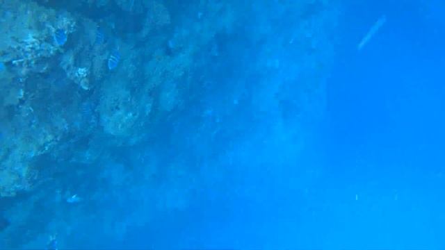 Снорклинг в Красном море. пляж Риф Бич, Шарм-эль-шейх. смотреть онлайн