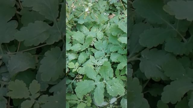 Как правильно заваривать лекарственные травы. смотреть онлайн