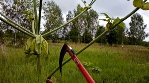 Как правильно обрезать борщевик Сосновского