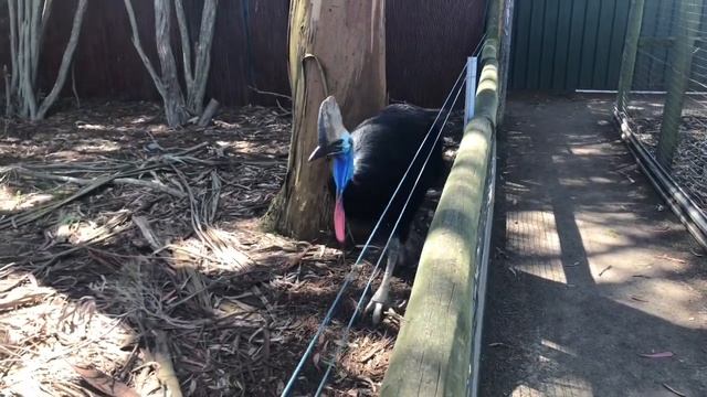 Добро пожаловать на kangaroo island. Коалы, кенгуру и пляжи. 18.10.2018 смотреть онлайн