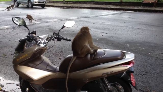Обезьяны жрут мопед смотреть онлайн