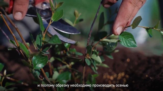 КИЗИЛЬНИК БЛЕСТЯЩИЙ. Все что нужно знать про уход за кизильником смотреть онлайн