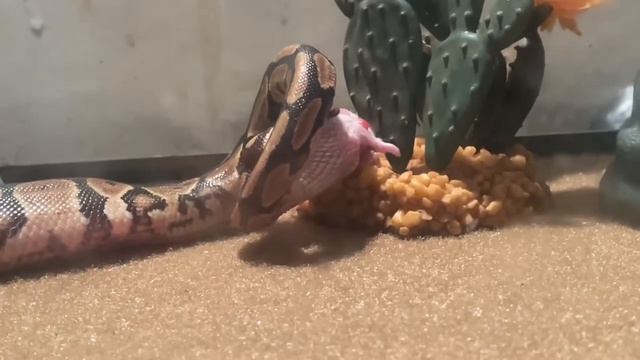 Warning ⚠️ Live Feeding , My Ball Python Is A Beast ‼️? смотреть онлайн