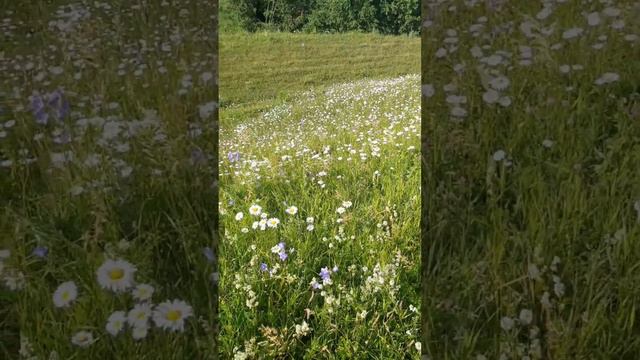 ЭТО И ЕСТЬ #жизнь #свобода #травы