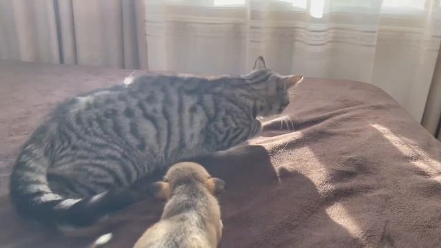 Funny Cat Reaction to Puppies [Kitty sees them for the First Time] смотреть онлайн