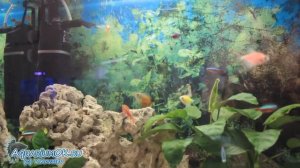 Аэрация с помощью внутреннего фильтра в небольшом аквариуме. Как правильно сделать?