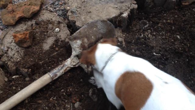 Фокстерьер - незаменим в сельском хозяйстве смотреть онлайн