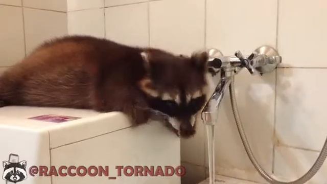 Енот и кран😂 смотреть онлайн