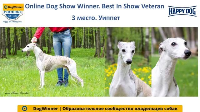 Виртуальная выставка собак. Судья Евгений Купляускас смотреть онлайн