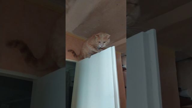 Cat acrobat / кот акробат 🐱🐱🐱 смотреть онлайн