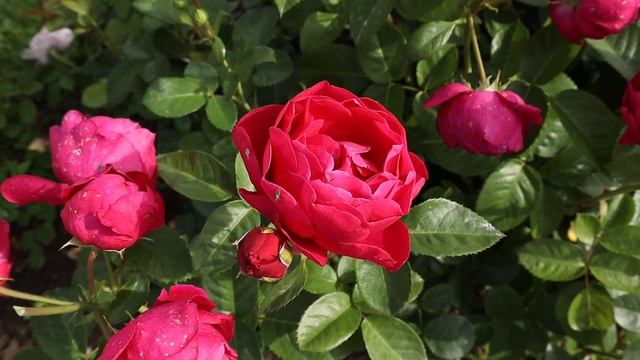 Роза Аскот - очень ценный, изумительной красоты сорт. Цветет постоянно и обильно!