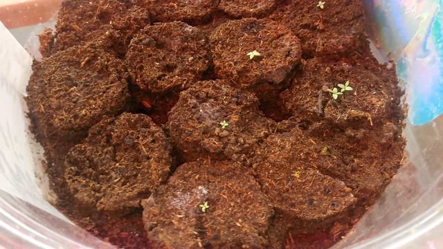 Эустома как сделать чтобы она 