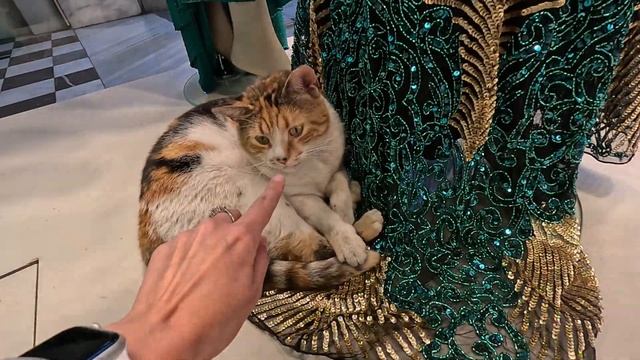 Коты Стамбула, город счастливых кошек. Как им живётся в Турции?