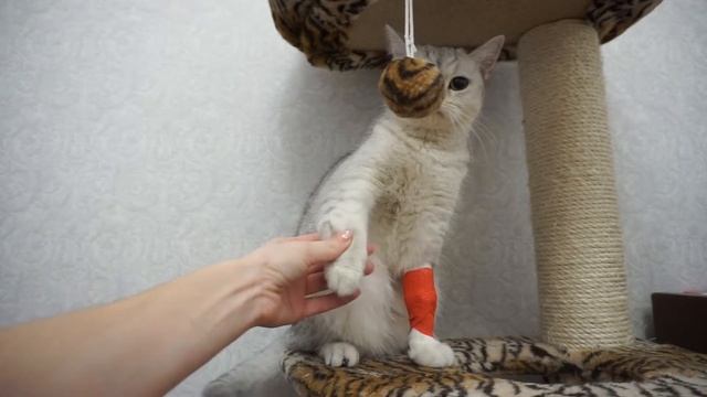 Рвота розовым у кошки: отравление, непроходимость? смотреть онлайн