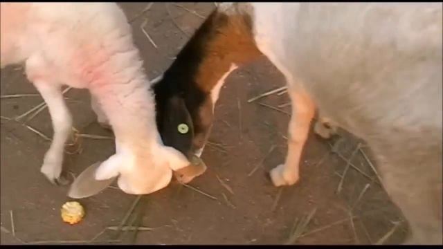 Экскурсия в Паттайе Овечья ферма в Паттайе смотреть онлайн