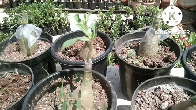 My Adenium update after Rain смотреть онлайн