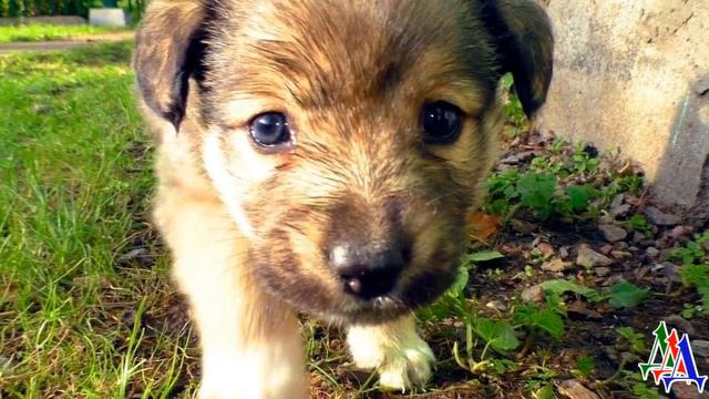 Беспородный ЩЕНОК, маленький и грязный БРОДЯЖКА смотрел на меня с жалобным вопросом смотреть онлайн