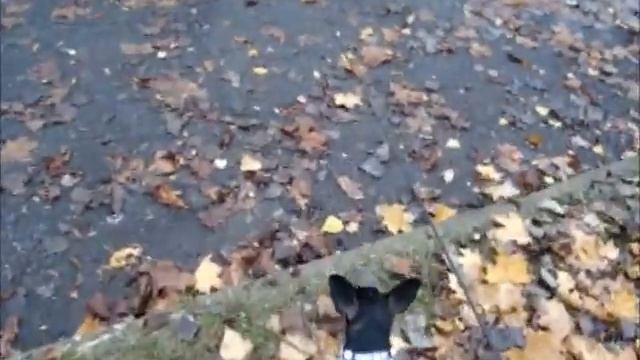 ШЛЕЙКА-ЭТО ХОРОШО! смотреть онлайн