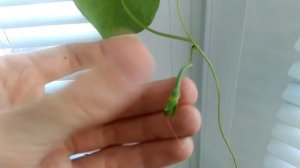 Обзор цветов на балконе в холодном апреле Какие цветы можно выращивать на балконе Озеленение балкон