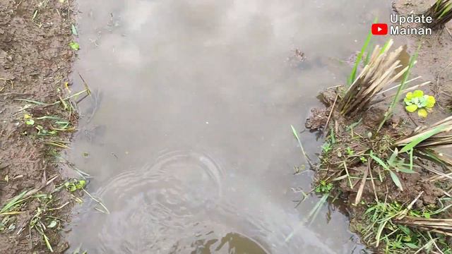 Mencari Mainan Kura Kura Di Lumpur, Ultraman Zero, Pistol Mainan, Ikan, Kursi, Angry Bird