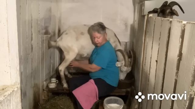 Осенняя контрольная дойка моих коз// смотреть онлайн