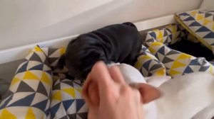 ВЛОГ. Уход за волосами. У Киры свидание? Балую себя и Киру