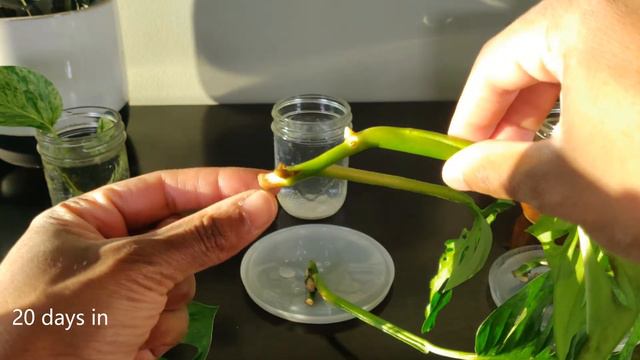 The one best method to water propagate your Monstera cuttings | maximize your root growth! смотреть онлайн