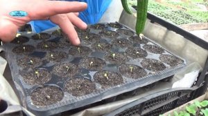 ВСХОДЫ КАПУСТЫ БРОККОЛИ-ЧТО НУЖНО СРОЧНО СДЕЛАТЬ С РАССАДОЙ.