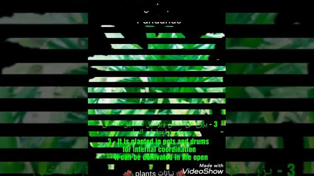 بندانس Pandanus смотреть онлайн