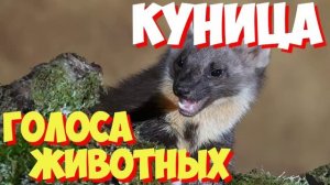 Учим голоса птиц и звуки животных. Звуки природы слушать онлайн КУНИЦА