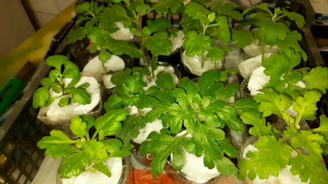 УСКОРЯЮСЬ. ПОСЫЛКИ НОЧЬЮ И УТРОМ. ДЛЯ ВАС МОИ ДОРОГИЕ. УСПЕЛА ЕЩЁ УПАКОВАТЬ НЕСКОЛЬКО. ПРИНИМАЙТЕ смотреть онлайн
