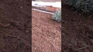 ВАСИЛЁК (однолетник)высадка в открытый грунт рассады 13.03.23