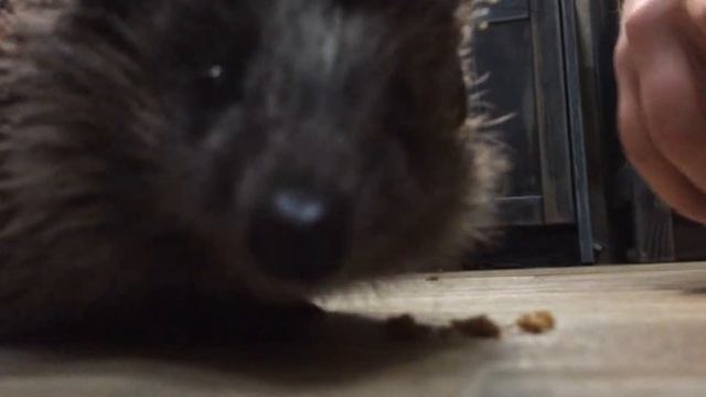 Как едят ежи? смотреть онлайн