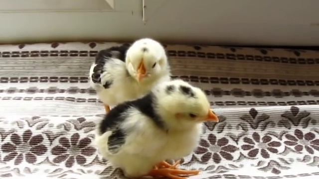 СОВЕТЫ ДЛЯ НАЧИНАЮЩИХ ПТИЦЕВОДОВ! Обзор пород, смотреть онлайн