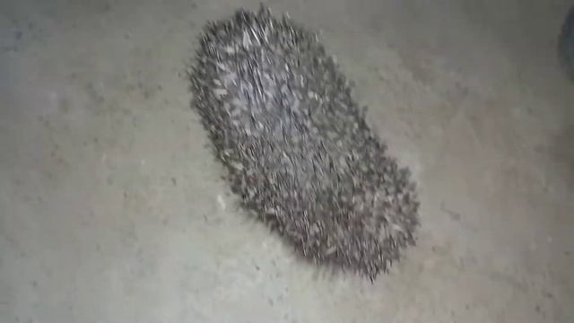 бешеный ёж шипит смотреть онлайн