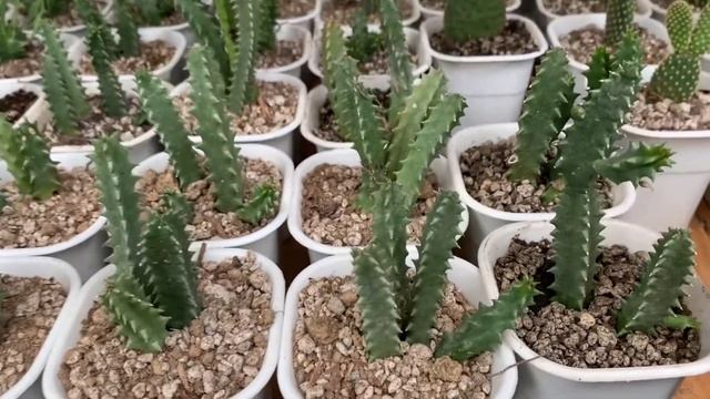 Cactus and Succulents for sale as of Sept 17 смотреть онлайн