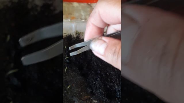 шлюмбергера из семян смотреть онлайн